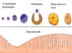 Фолликулометрия УЗИ